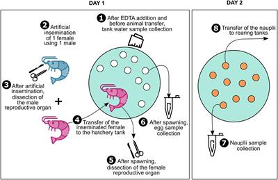 The Active Microbiota of the Eggs and the Nauplii of the Pacific Blue Shrimp Litopenaeus stylirostris Partially Shaped by a Potential Vertical Transmission